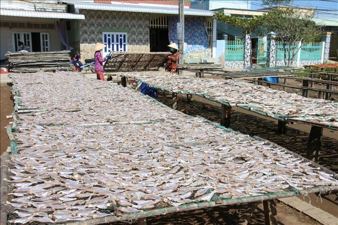 Chế biến cá khô tại Bến Tre nhộn nhịp vào vụ Tết