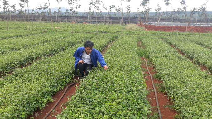 Gia Lai dành 5.200 tỷ đồng cho Đề án Bảo tồn và phát triển cây dược liệu