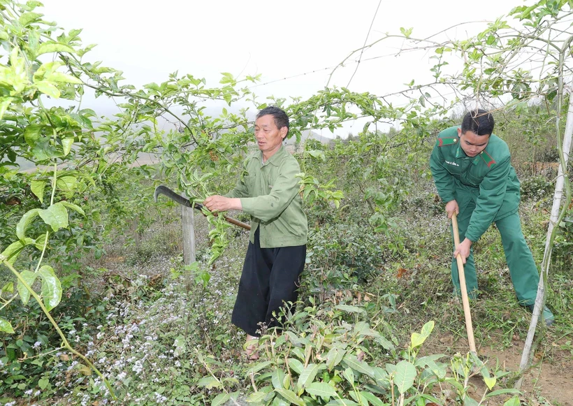 Cán bộ, chiến sĩ Đồn Biên phòng cửa khẩu Lóng Sập tư vấn kỹ thuật và cách chăm sóc vườn chanh leo của gia đình anh Tráng Láo Tú, bản Phiêng. Ảnh: Trọng Đức - TTXVN