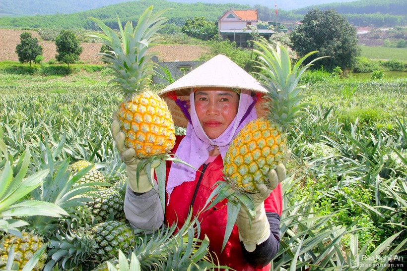 Nghệ An hỗ trợ, kết nối tiêu thụ nông sản 