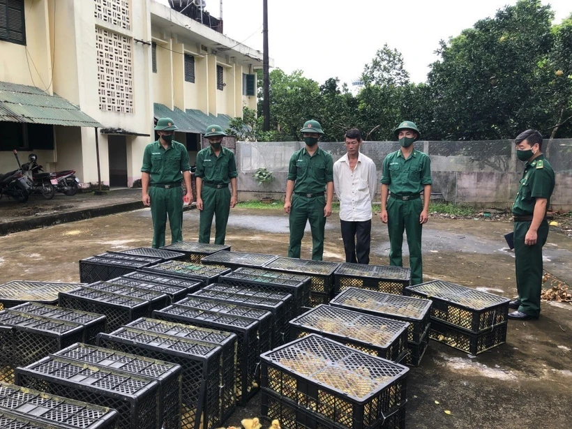 Bắt giữ đối tượng vận chuyển trái phép vịt giống từ nước ngoài vào Việt Nam 