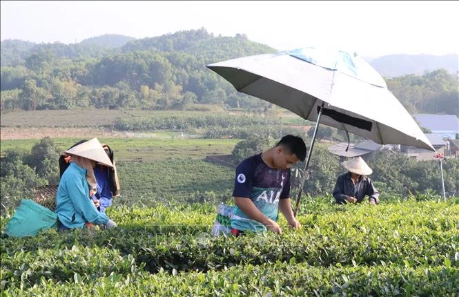 Nhân rộng sản xuất chè an toàn theo hướng hữu cơ