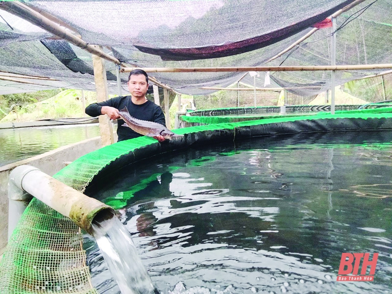 Anh Phạm Ngọc Thanh thu nhập tiền tỷ từ mô hình nuôi cá tầm
