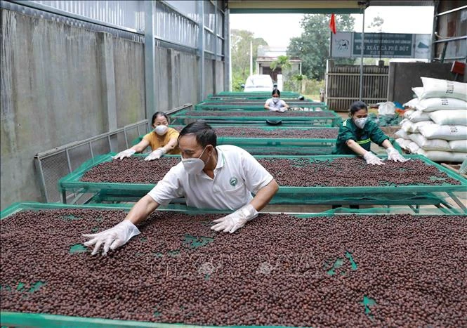Quả cà phê của Hợp tác xã Nông nghiệp và dịch vụ Công Bằng được thu hoạch với tỷ lệ quả chín đạt 100%, phơi khô tự nhiên trong nhà màng với thời gian hơn 30 ngày đối với những ngày có nắng, sau đó mới được đưa vào chế biến. Ảnh: Vũ Sinh - TTXVN
