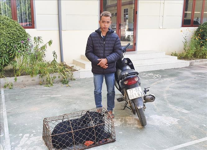 Bắt đối tượng mua bán, vận chuyển gấu hoang dã ở Điện Biên