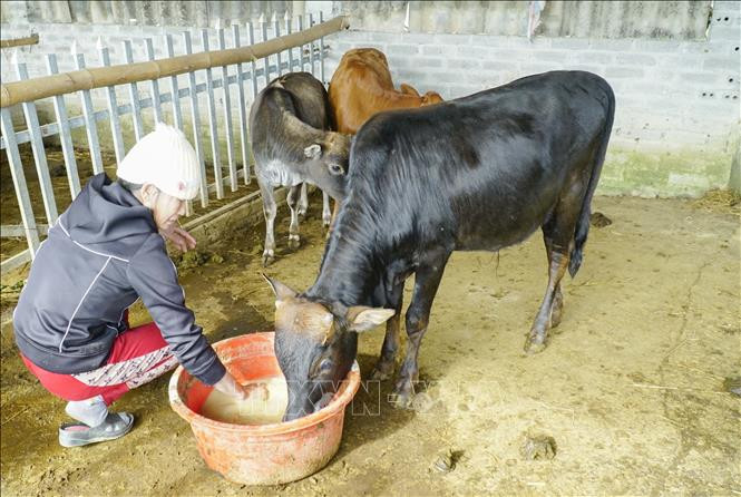 Điện Biên bảo vệ đàn gia súc trong điều kiện thời tiết giá rét