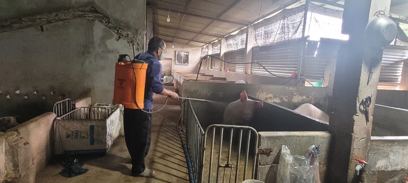 Bà Rịa-Vũng Tàu: Khẩn trương kiểm soát dịch tả lợn châu Phi