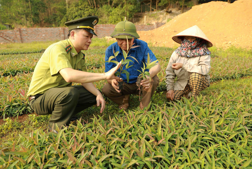 Để các hợp tác xã lâm nghiệp tăng hiệu quả bảo vệ, phát triển rừng