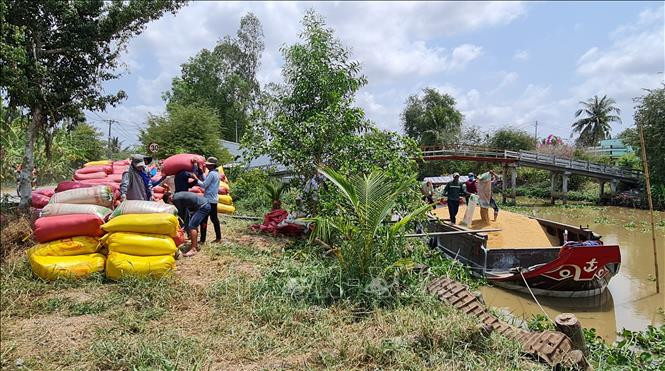 Liên kết theo chuỗi giá trị thay đổi tư duy sản xuất của nông dân Bạc Liêu