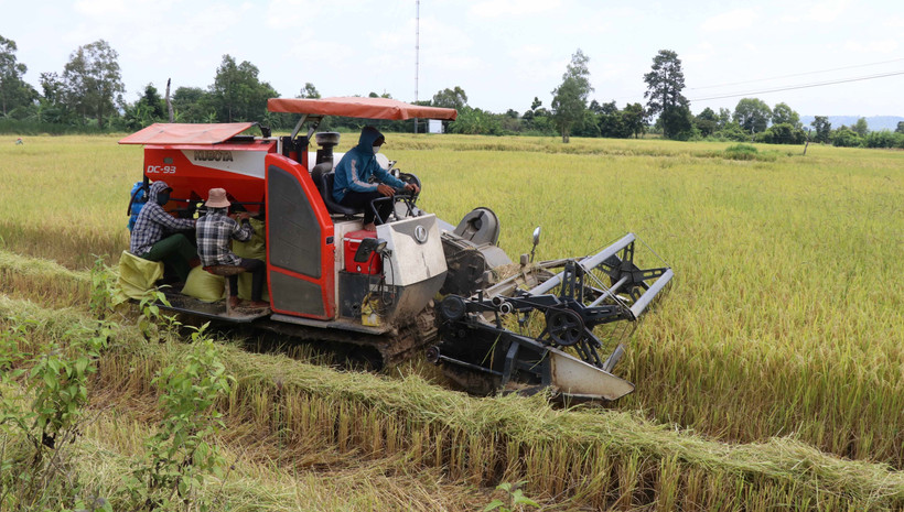 Bà con 4 làng Đồn, xã Chư A Thai, huyện Phú Thiện(Gia Lai) đã áp dụng khoa học kỹ thuật vào sản xuất, cho năng suất cây trồng cao hơn trước. Ảnh: Hồng Điệp - TTXVN