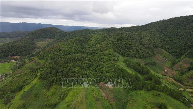 Sơn La hỗ trợ gạo giúp người dân vùng cao yên tâm bảo vệ rừng