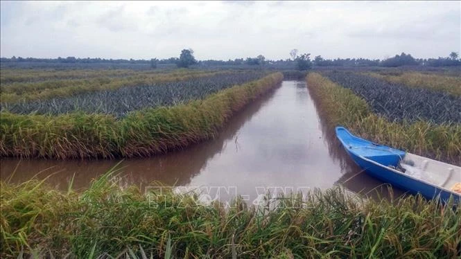 Phát triển bền vững mô hình tôm – lúa ở Đồng bằng sông Cửu Long