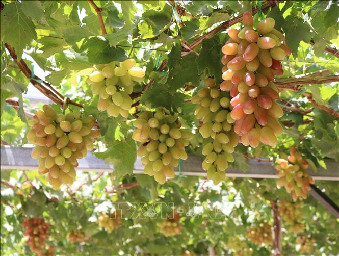 Hướng mới trong phát triển sản phẩm OCOP ở Ninh Thuận 