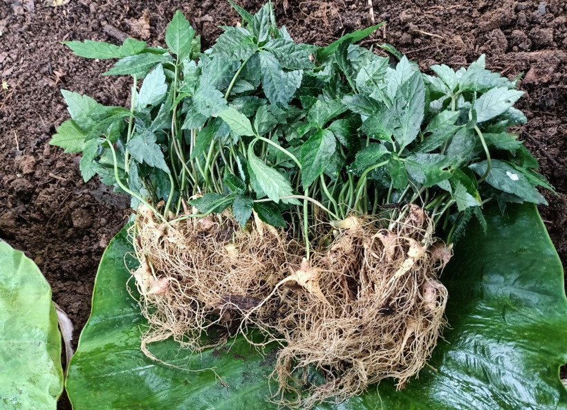 Quảng Nam phát triển cây dược liệu quý hiếm