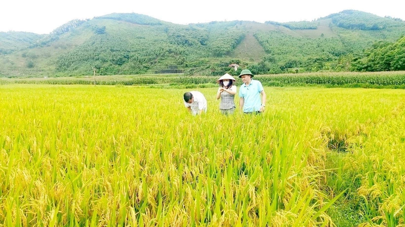 Mở hướng mới trong canh tác giống lúa chất lượng cao ở huyện Văn Yên