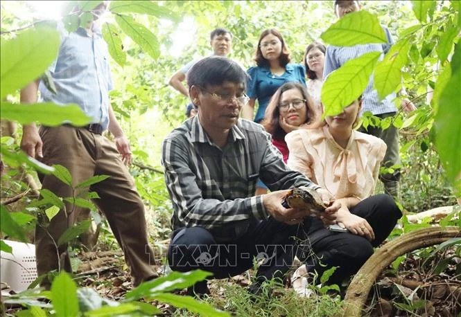 Hoạt động tái thả mang nhiều ý nghĩa. Ảnh: Đức Phương - TTXVN