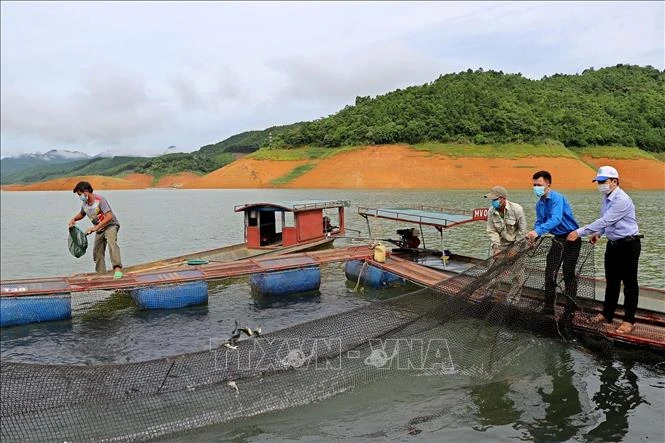 Thả 35.000 con cá giống tái tạo nguồn lợi thủy sản vùng hồ Hòa Bình