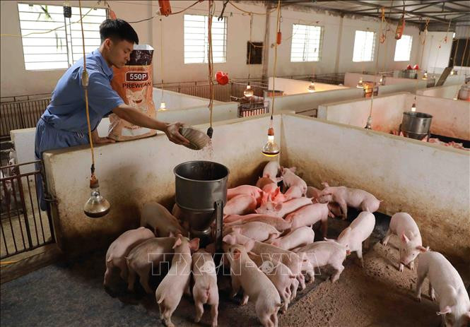Hà Nội chuyển hướng phát triển chăn nuôi theo hướng hiện đại