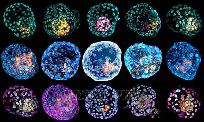 Giới khoa học công bố phôi nang đầu tiên được tạo ra từ tế bào người