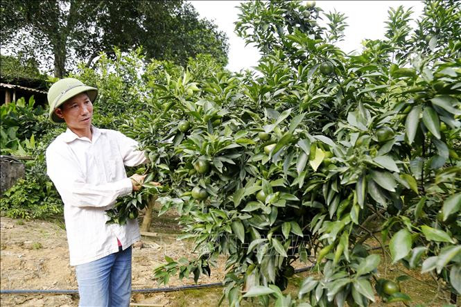 Người tiên phong trồng cam ghép trên gốc bưởi đạt hiệu quả cao