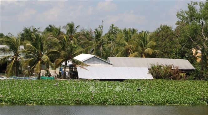 Nghề đan lục bình giúp nông dân Bạc Liêu cải thiện cuộc sống