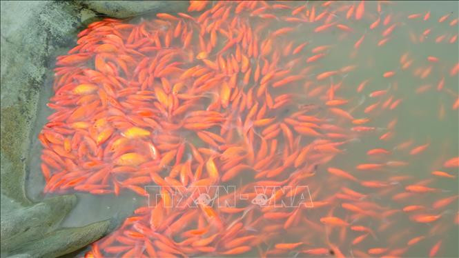 Thị trấn Tân Phong - "Thủ phủ" cá chép đỏ xứ Thanh hối hả vào vụ Tết Tân Sửu