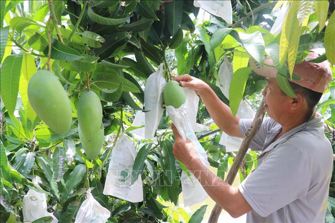 Đồng Tháp chuyển hơn 10.000 ha đất lúa kém hiệu quả sang cây trồng có giá trị cao