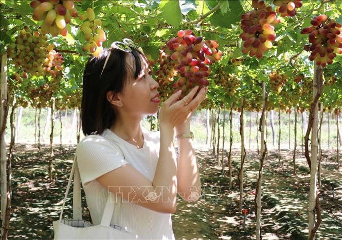 Ninh Thuận tạo bước đột phá, thúc đẩy du lịch nông nghiệp phát triển bền vững