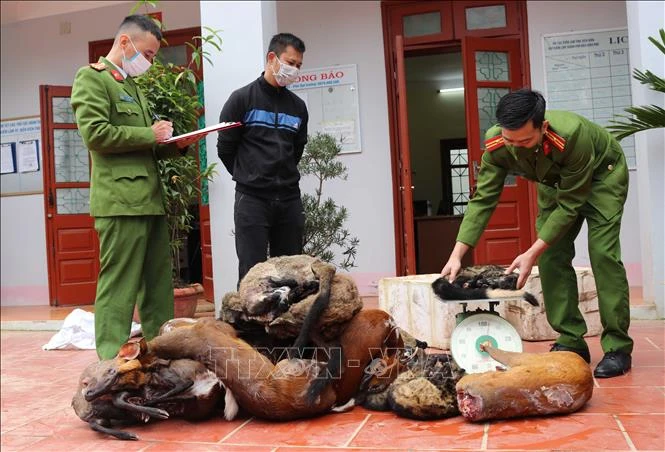 Phát hiện hai vụ tàng trữ lâm sản trái pháp luật, thu giữ 130 kg động vật hoang dã