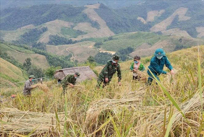 Hàng chục héc-ta lúa nương của đồng bào ở hai bản Gia Phú A (Xã Na Tông), bản Pu Lau (xã Mường Nhà) đã được thu hoạch xong. Ảnh: TTXVN