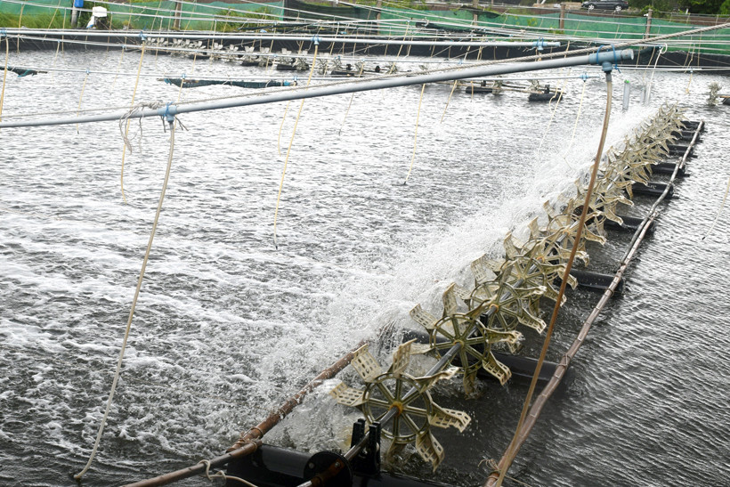 Trà Vinh dành gần 50 tỷ đồng hỗ trợ tái cơ cấu nông nghiệp
