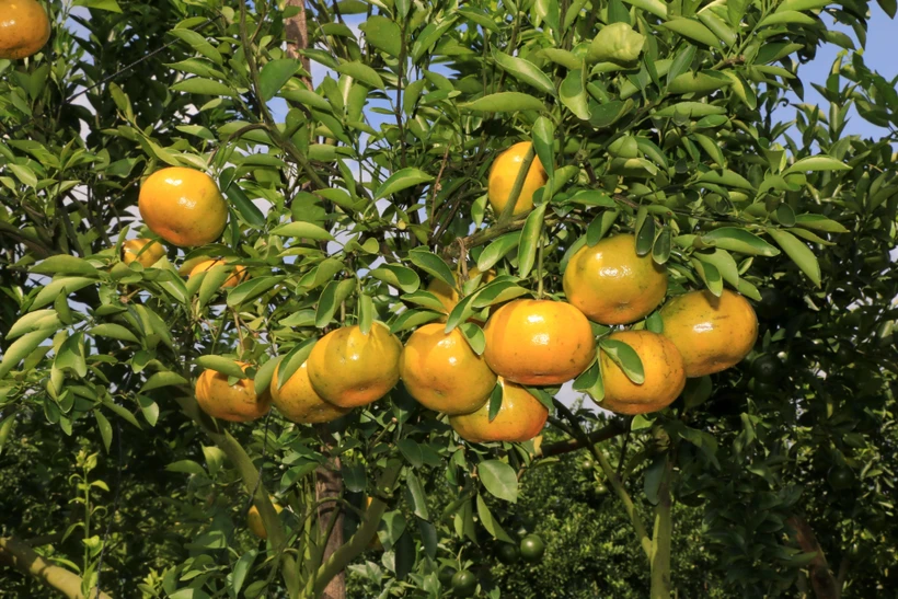 Quýt hồng Lai Vung lên chậu phục vụ thị trường Tết