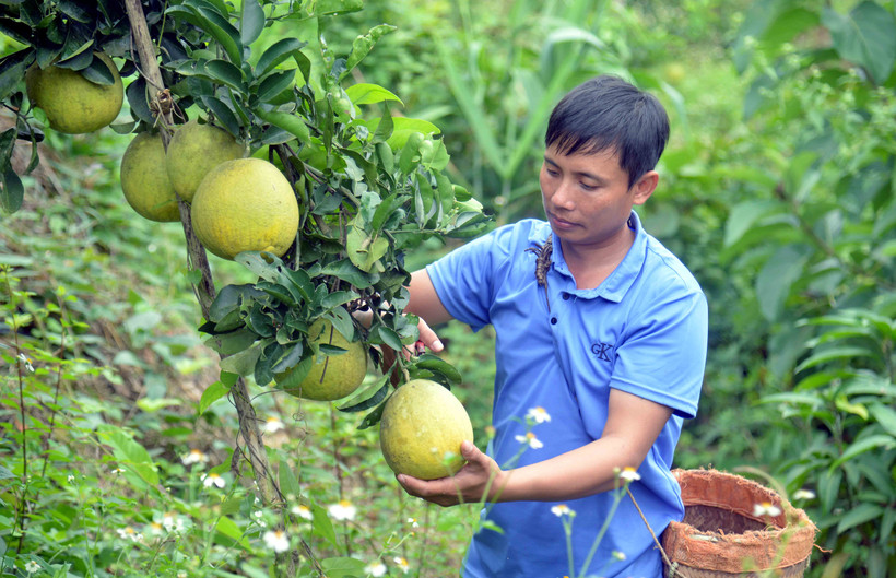 Hiệu quả Quỹ hỗ trợ nông dân tỉnh Sơn La