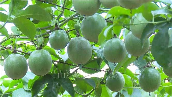 Chanh leo là một trong những cây trồng hiệu quả trên đất dốc và cũng là mặt hàng nông sản xuất khẩu của tỉnh Sơn La. Ảnh: Nguyễn Cường - TTXVN