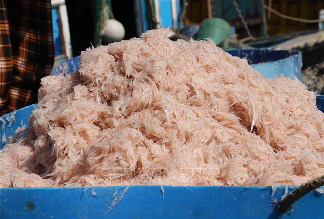 Ngư dân Phú Yên trúng đậm mùa ruốc trong chuyến biển đầu năm