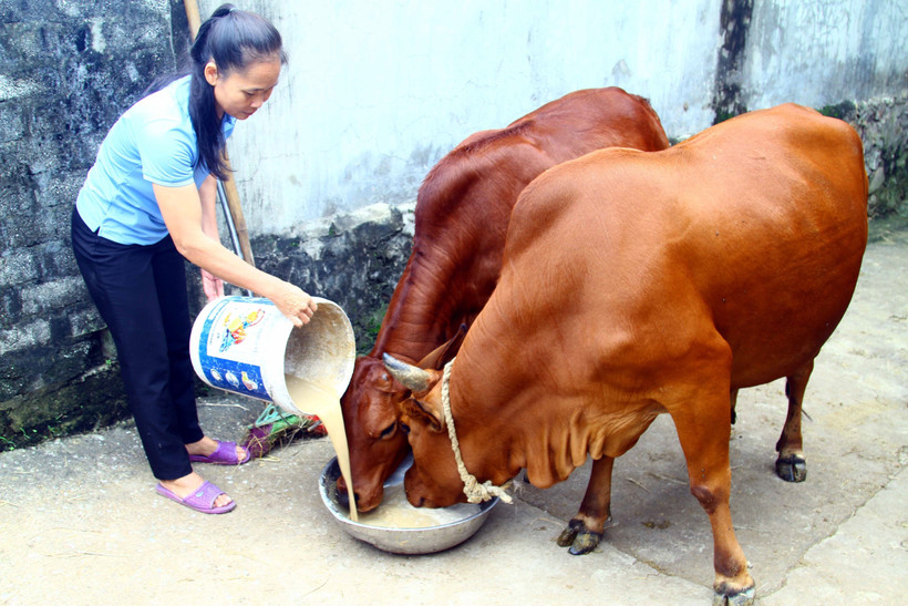 Chị Trương Thị Duyên cầu nối Ngân hàng Chính sách đến với với hộ nghèo