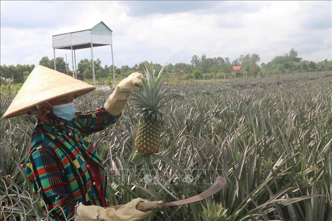 Gắn kết sản xuất và tiêu thụ cho sản phẩm dứa huyện Tuy Phước