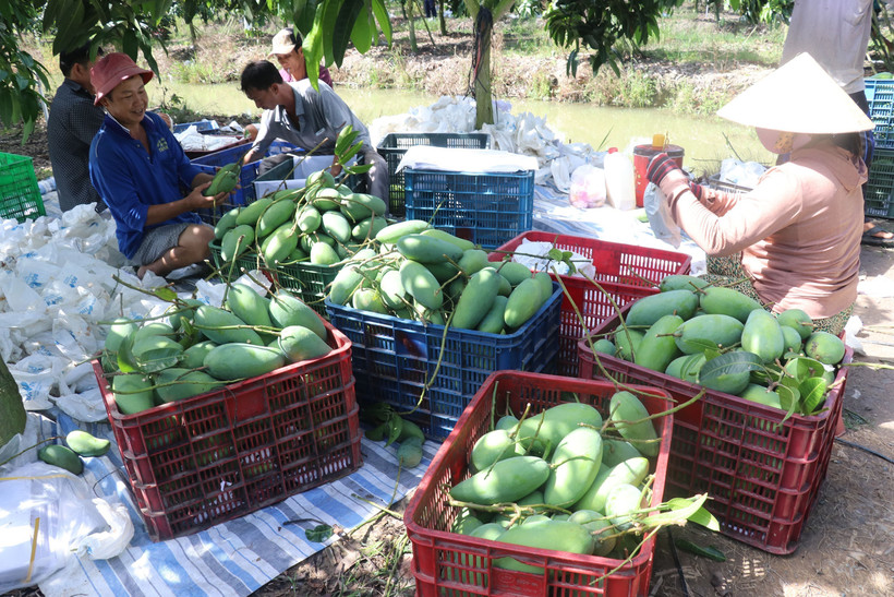 Thu hoạch xoài Đài Loan tại nhà vườn xã Tân Mỹ, huyện Thanh Bình (Đồng Tháp). Ảnh: Nguyễn Văn Trí - TTXVN