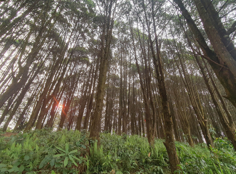 Nghệ An tăng năng suất rừng trồng