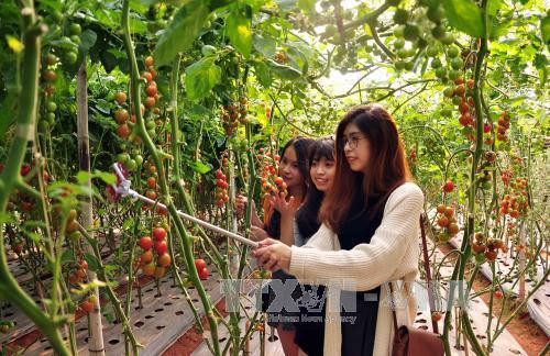 Nô nức khởi nghiệp "xanh" ở Lâm Đồng