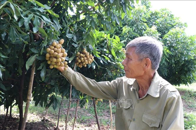 Gia Lai: Hướng đi mới cho hiệu quả kinh tế cao trên vùng đất khó