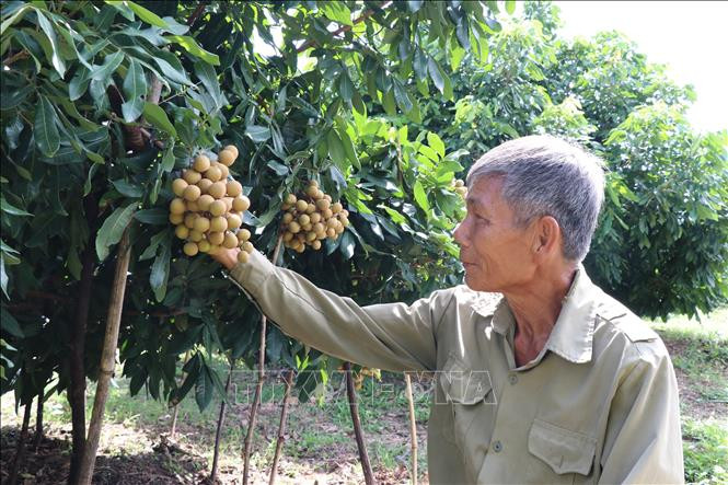 Gia Lai: Hướng đi mới cho hiệu quả kinh tế cao trên vùng đất khó