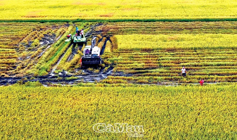 Cà Mau đặt mục tiêu đến năm 2025 cấp từ 120-130 mã số vùng trồng