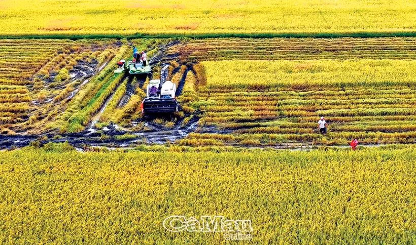 Cà Mau đặt mục tiêu đến năm 2025 cấp từ 120-130 mã số vùng trồng