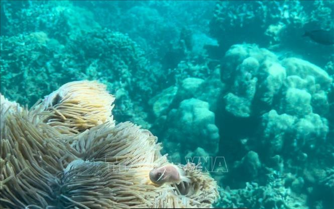 "Báo động đỏ" ở Khu bảo tồn vịnh biển Nha Trang (Bài 1)