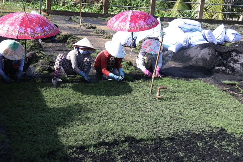 Trồng cỏ nhung cho lãi cao ở Sa Đéc