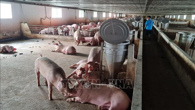 Lai Châu hạn chế thấp nhất những rủi ro khi tái đàn