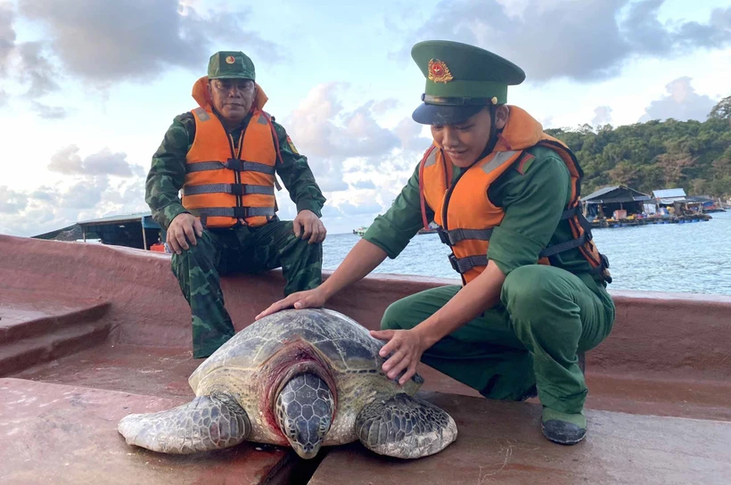 Kiên Giang: Vận động ngư dân thả cá thể rùa biển khoảng 80 kg về lại đại dương