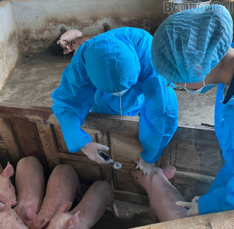 Lào Cai chủ động phòng dịch tả lợn châu Phi từ xa, từ sớm