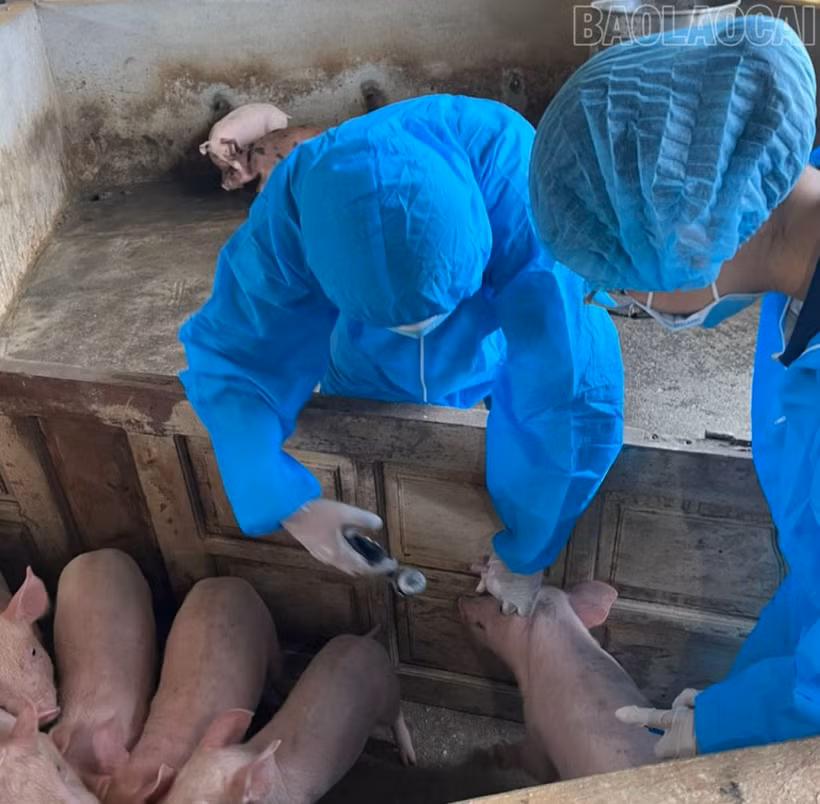 Lào Cai chủ động phòng dịch tả lợn châu Phi từ xa, từ sớm